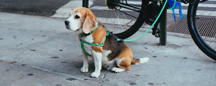 比格犬爱掉毛吗 比格犬掉毛的原因