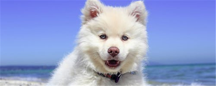 狗狗舔人的五大原因 不单单只是因为它喜欢你