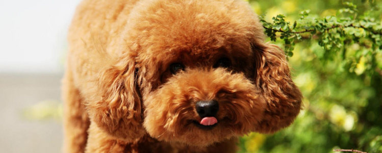 泰迪狗狗能不能喝牛奶 喝牛奶有什么影响