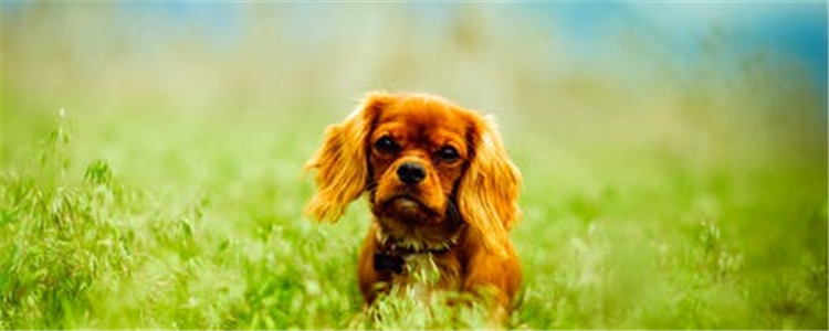 养狗的好处有哪些 狗狗能让你的生活更加阳光