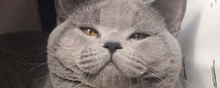 猫喜欢叫是怎么回事 是不是生病了？