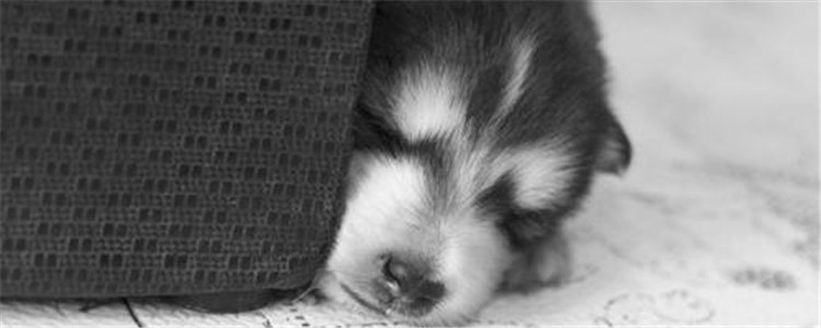 阿拉斯加的缺点有哪些 阿拉斯加居然不适合看家