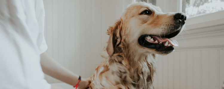 适合男生养的狗 这些狗狗你一定喜欢