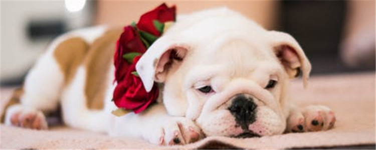 斗牛犬的品种有哪些 我国居然也有斗牛犬