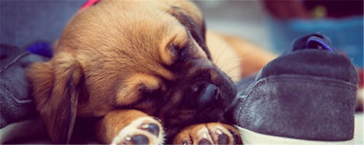 狗狗智商排名TOP10 其中有你喜欢的狗狗吗