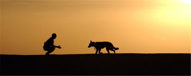 世界十大恶犬排名 这些狗绝对不适合作为家养犬