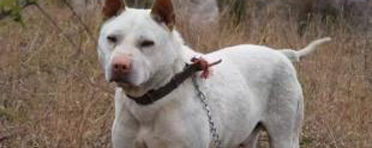 下司犬怀孕的有什么症状 下司犬怀孕初期症状介绍