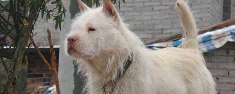 下司犬怀孕吃什么好 下司犬怀孕喂养时要注意什么