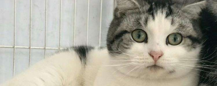 美国短毛猫幼猫什么时候断奶 美短幼猫断奶后吃什么