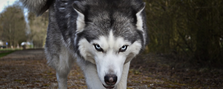 哈士奇能吃的水果 这些水果吃了对哈士奇有益