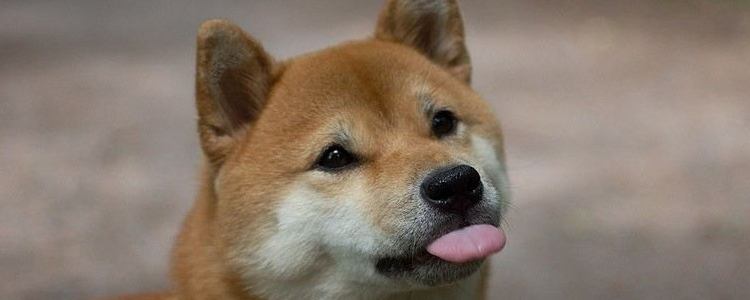 秋田犬和柴犬的区别 你能区分秋田犬和柴犬吗