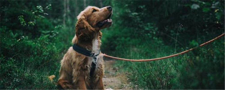 不适合做警犬的狗有哪些 藏獒居然也在其中