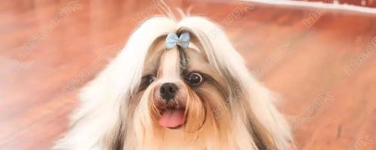 马尔济斯犬产前征兆有哪些 马尔济斯犬产前要注意什么