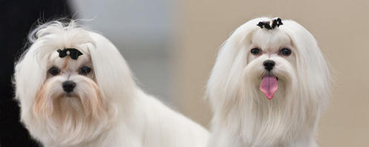 马尔济斯犬怀孕饮食到分娩注意事项 马尔济斯犬怀孕需注意