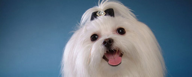 马尔济斯犬怀孕初期有什么症状 马尔济斯犬怀孕初期会出现