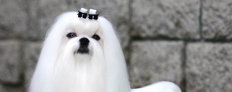 马尔济斯犬怀孕几个月生产 马尔济斯犬怀孕后需要数月生产