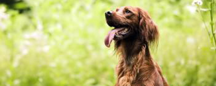 爱尔兰雪达犬怀孕吃什么 爱尔兰雪达犬怀孕期间要补钙