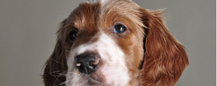 爱尔兰雪达犬发情怎么办 爱尔兰雪达犬发情期间的注意事项