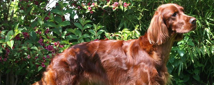 爱尔兰雪达犬产后吃什么 爱尔兰雪达犬产后饮食如何改善