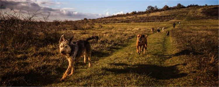 雪橇三傻是哪三种狗 狗中四疯是哪四疯