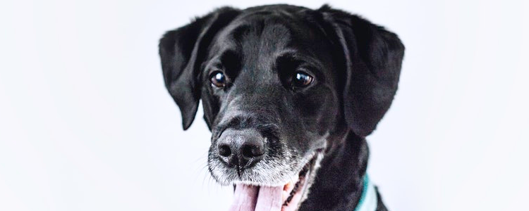 拉布拉多乱叫怎么改 拉布拉多乱叫的原因