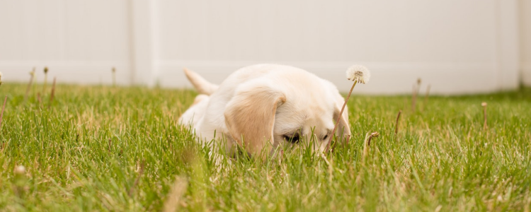 拉布拉多怀孕要注意些什么 拉布拉多生产前兆