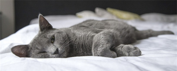 猫为什么会在床上拉屎 猫咪不是很爱干净的吗