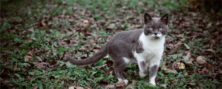 猫咪挑食怎么办