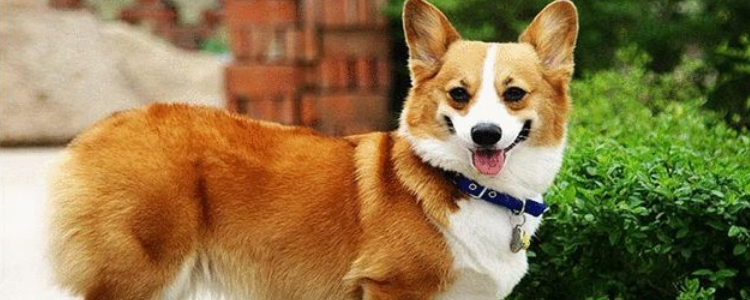 柯基天生害怕这五件事情 主人都要注意哦