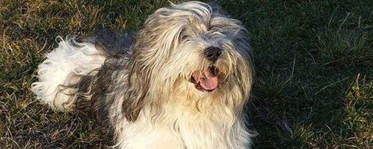 波兰低地牧羊犬产后下奶 波兰低地牧羊犬产后奶水不足怎么