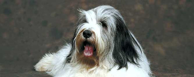 波兰低地牧羊犬什么时候绝育好 波兰低地犬绝育竟然