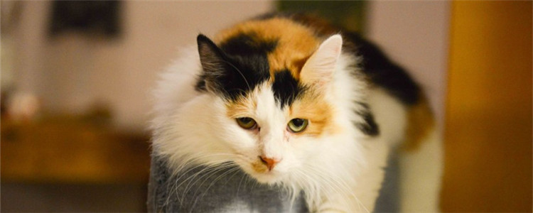 猫像狗一样吐舌头喘气 为什么会出现这种现象