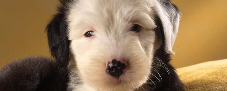 5种狗狗最喜欢的主人 你占了几种