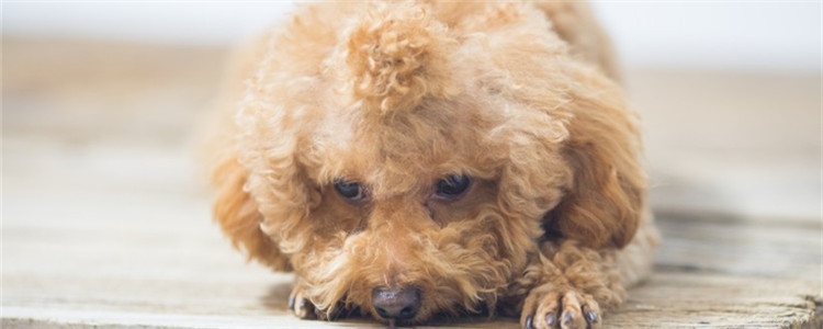 泰迪可以吃什么 对泰迪有益的食物有哪些