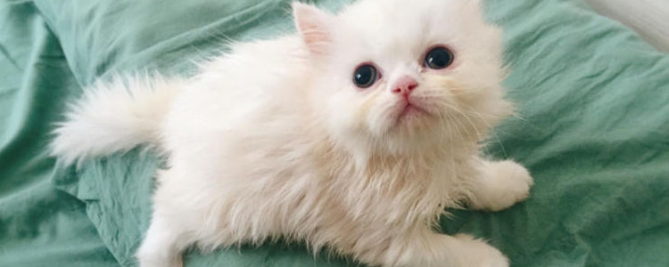 英国长毛猫刚出生小猫怎么处理 刚出生小猫照顾不周会夭折