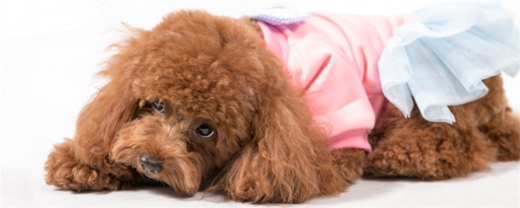 泰迪的缺点有哪些 看完你还想养泰迪吗