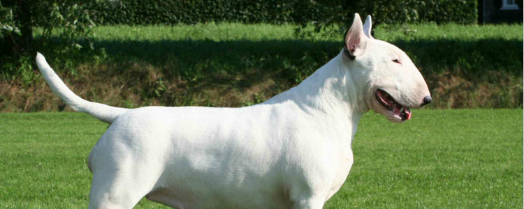 牛头梗的战斗力 你知道牛头梗的战斗力怎么样吗