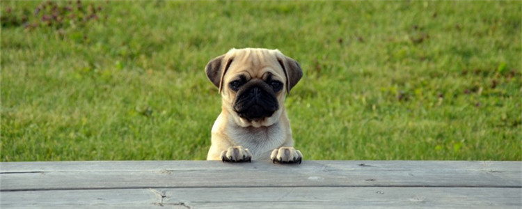 散装狗粮能吃吗 购买散装狗粮要注意什么