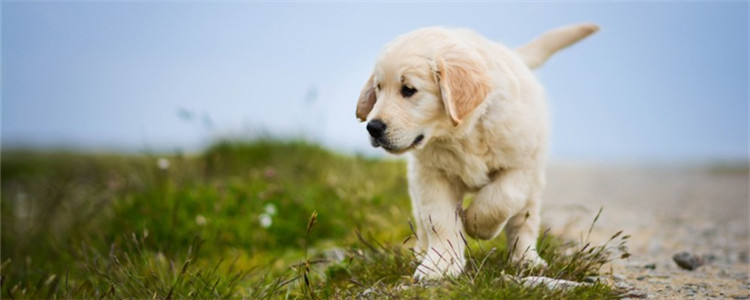 最适合女生养的狗 这四种狗狗你一定会心动