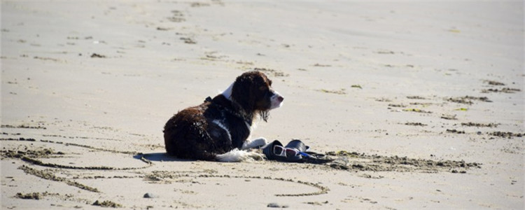 什么人不适合养狗 这几种人最好不要养狗