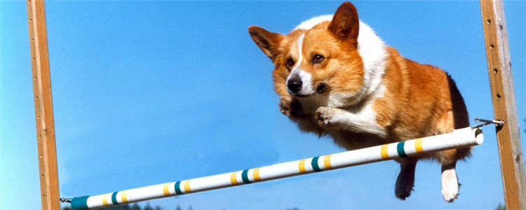 狗狗能吃的食物有哪些 这些食物对狗狗有什么好处