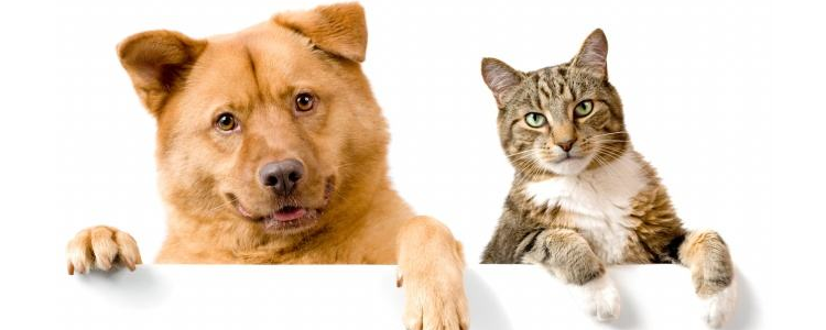 狗失去同伴会难过吗 我们应该如何安慰它们