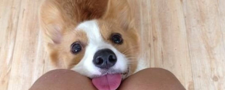 柯基喜欢主人的表现 你知道有哪些吗?