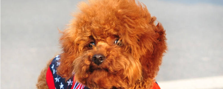 贵宾犬怀孕多久生产 贵宾犬怀孕期时长