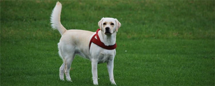 养拉不拉多的四大理由 这么听话的狗狗哪里找