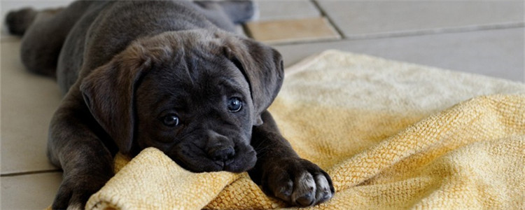 养狗需要准备什么东西 准备这些就足够了