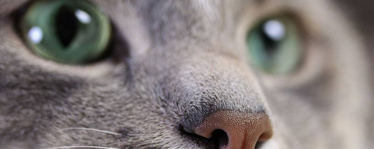 猫鼻支的症状 猫鼻支该如何治疗