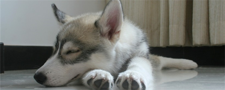 养哈士奇的坏处有哪些 你还敢想养拆迁办主任吗