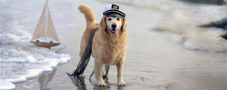 哪些狗狗的忠诚度比较高 适合饲养在家里做伴侣犬