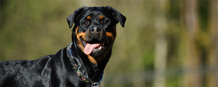 四种不爱叫唤的狗 适合喜欢安静的人饲养